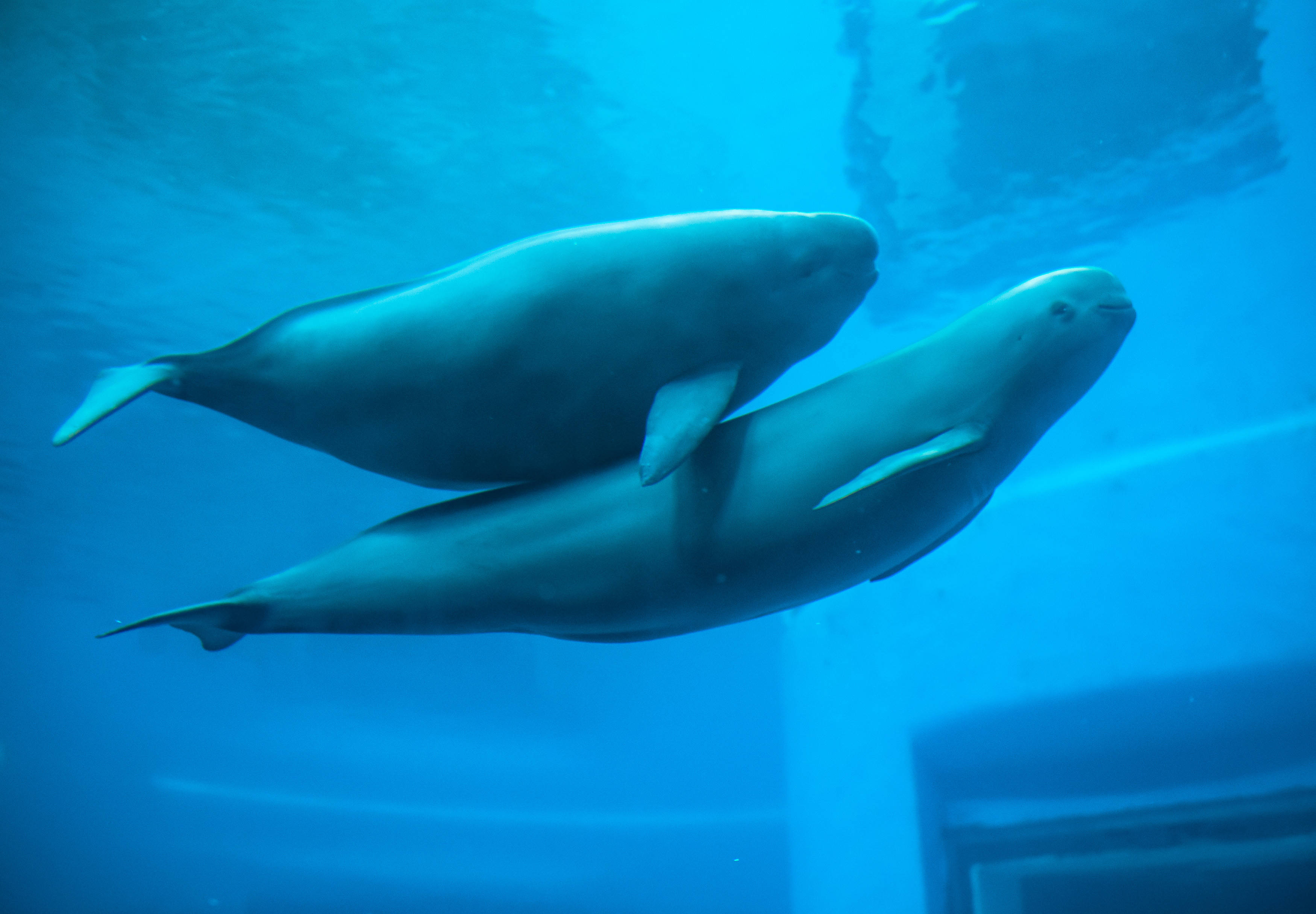 江豚母子戏水欢