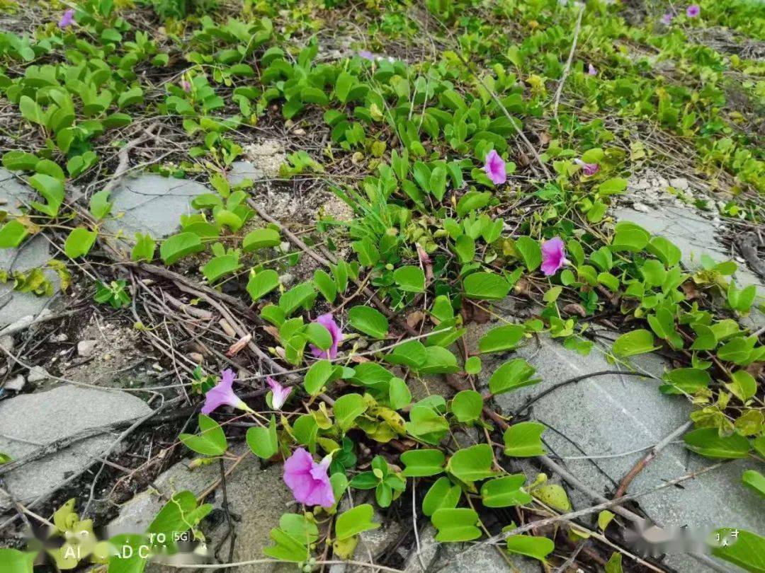 在靠海的岩石上,有一种开着水红色花的藤蔓紧紧攀附在岩石上,任凭海浪