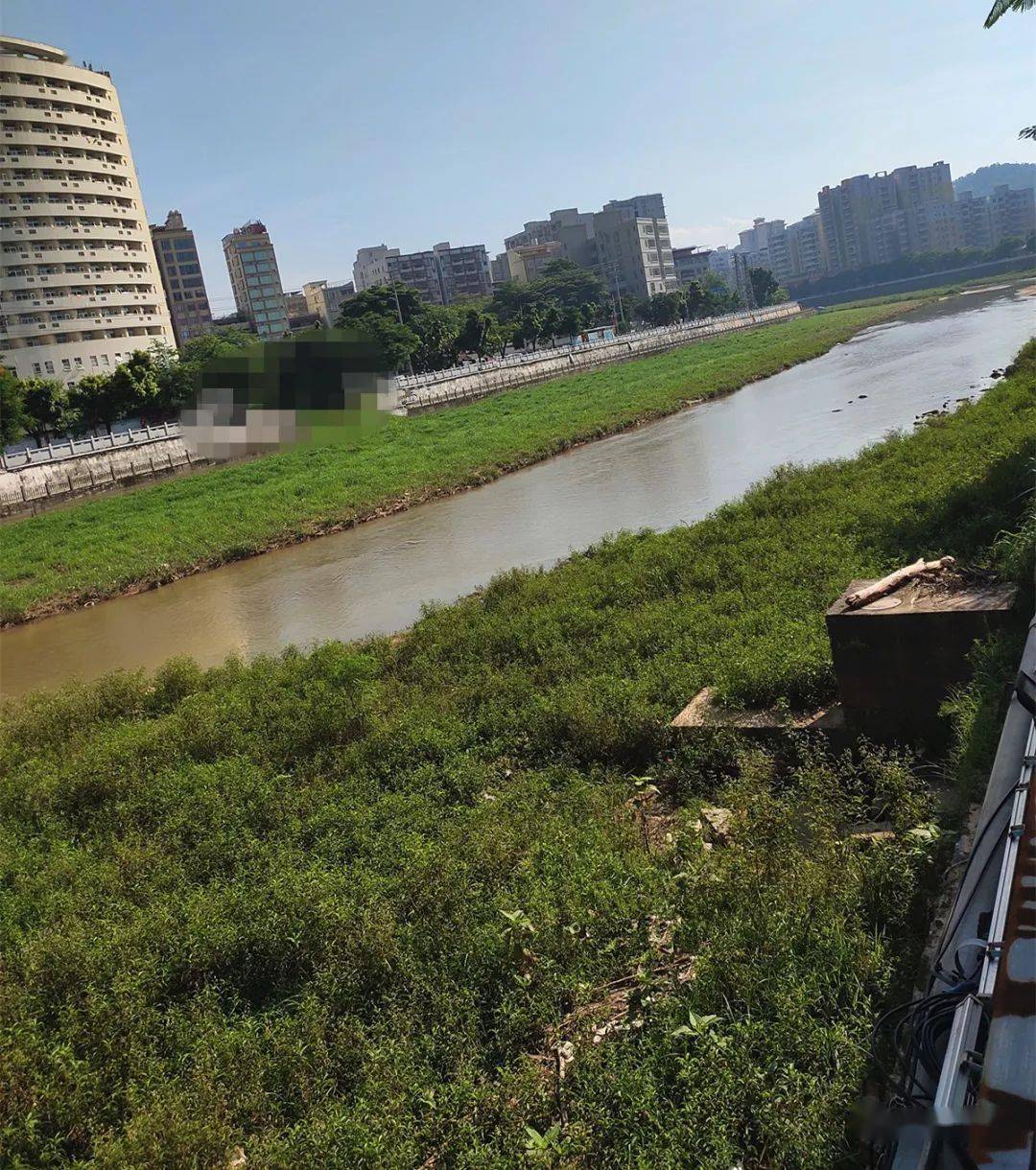 信宜锦江河道杂草丛生,近日终于开工清理啦!