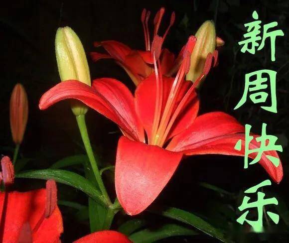 藏头小诗/新周快乐,晚安好梦