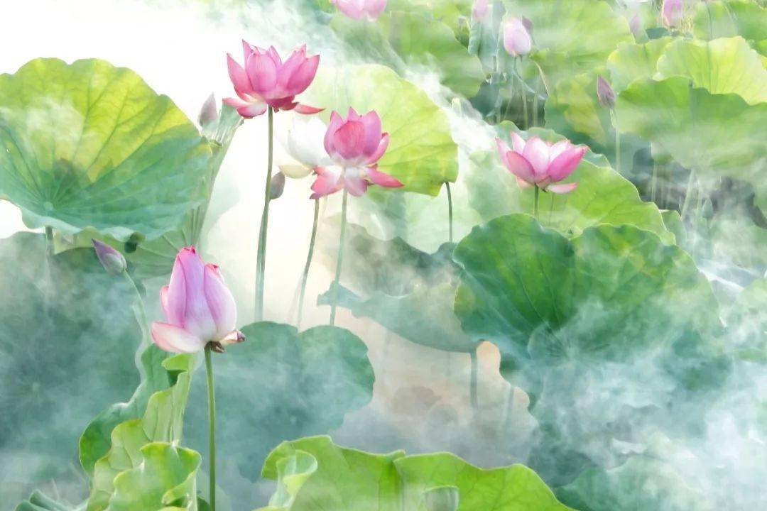 怎么样才能心静自然凉 511f6e45cf154d72b4ee5f05b2d6842b.jpeg