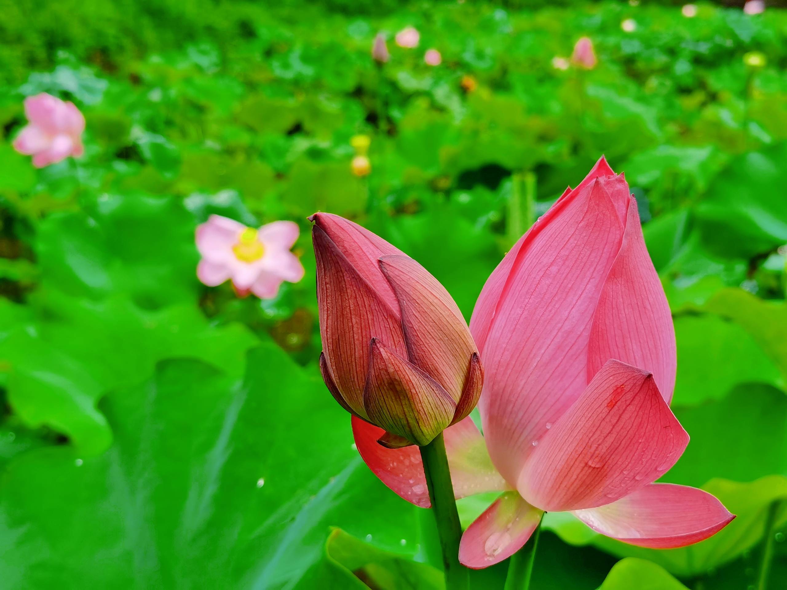 小荷才露尖尖角(央广网发 白伟摄)