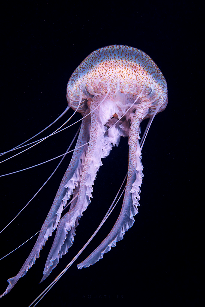 会发光的海底生物有多美