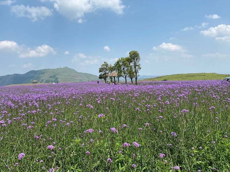 7月5日,记者"打卡"兴仁放马坪,虽是工作日,但景区内游客不减,各个景点