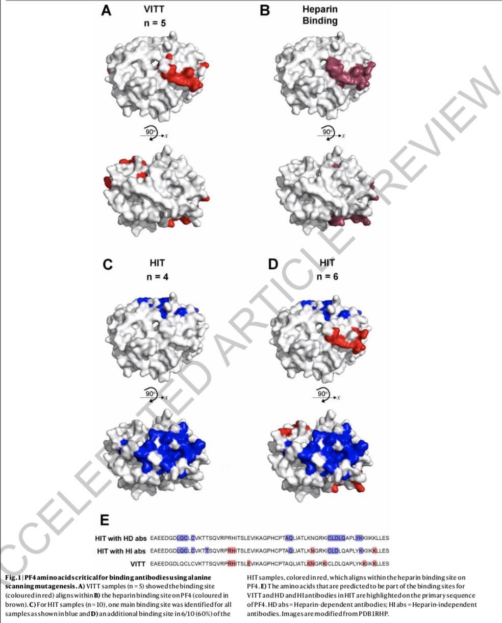 血栓|阿斯利康新冠疫苗诱发血栓机制如何？加拿大团队《自然》刊文