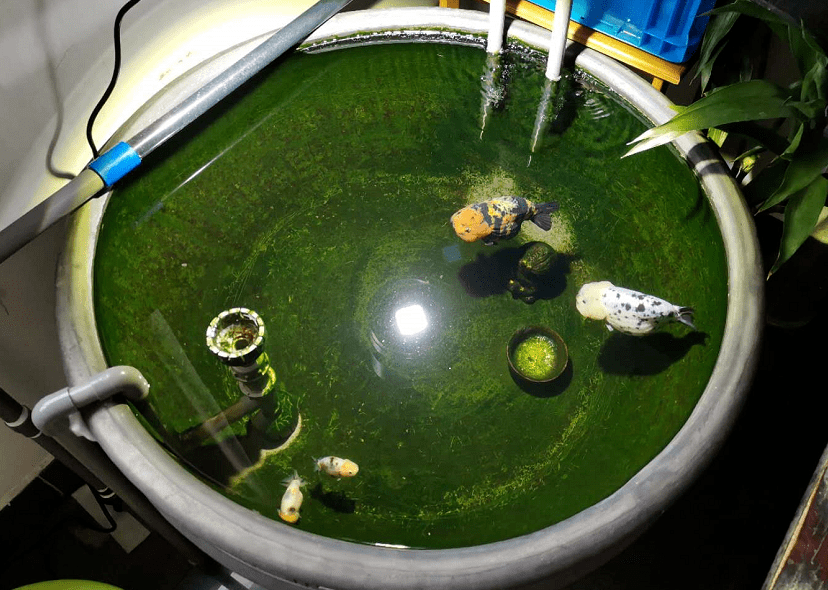 爆藻测试:鱼缸为什么会长藻_绿藻