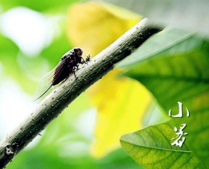 倏忽小暑至，卓越柔风来_习俗