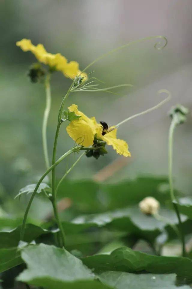 絲瓜開花風捲野香迎面來