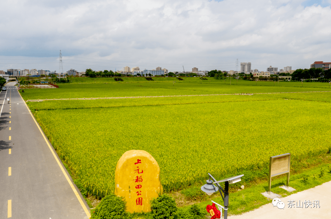 風吹麥浪,百花盛開!東莞的夏天美翻了!_稻田