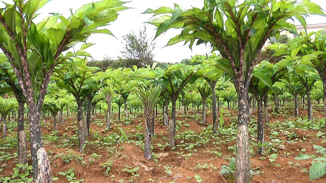 【走向乡村振兴】麻乍镇箐岩社区:魔芋奏响乡村振兴曲_种植