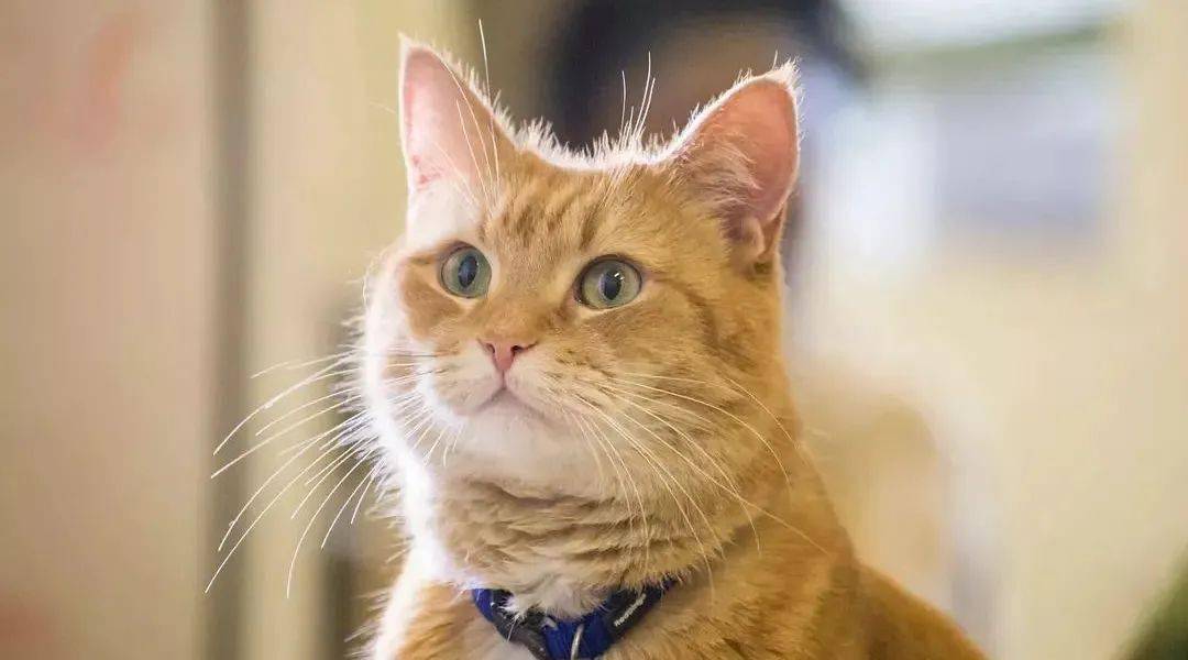 一只猫大概要喂多少粮 c6aa6e9314634188a20908c3f1a2289a.jpeg