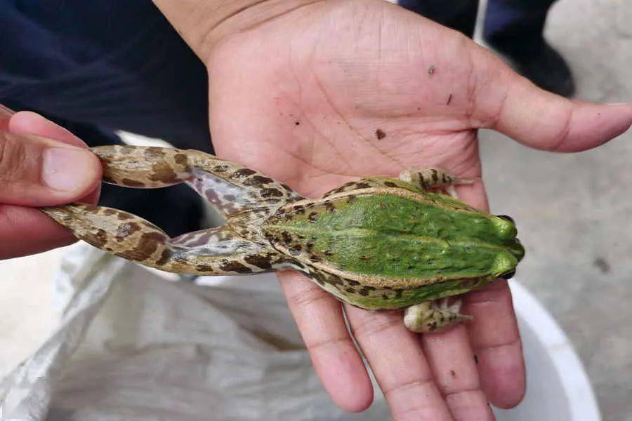 有人因抓这种青蛙犯法了!_张某聪