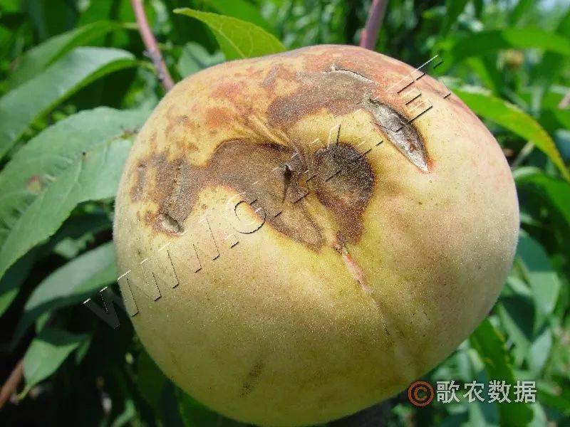 桃树炭疽病—病果症状清洁果园,及时清除树上的枯枝,僵果和残桩,或