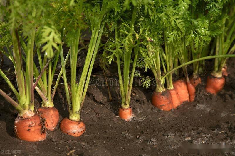 种植萝卜,胡萝卜把好四关,根茎长得大还光滑,口感好又丰产