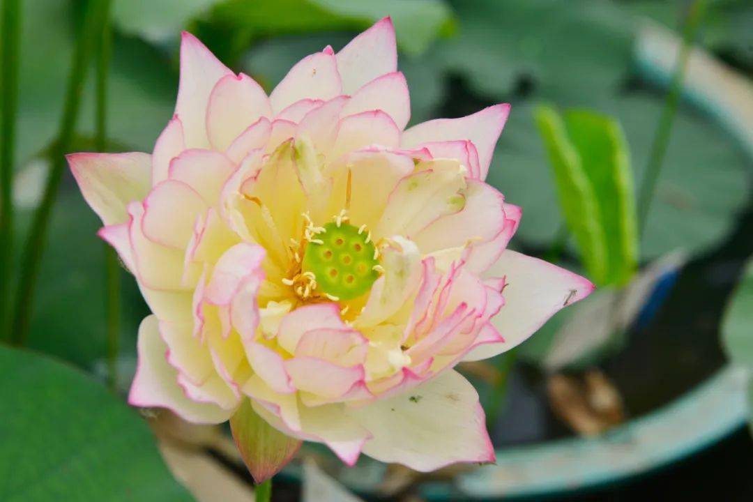 艾江南属于半重瓣型中小型荷花,适宜江苏地区露地盆栽,于2013年由南京