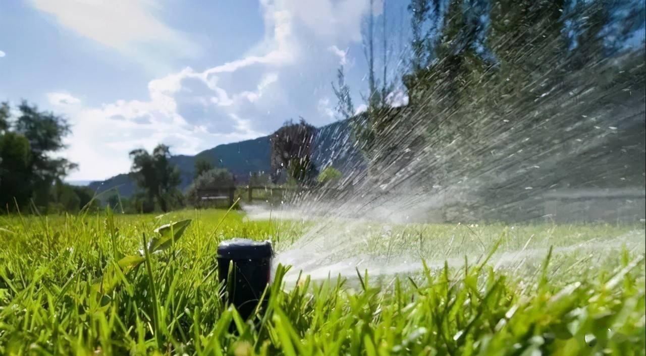 夏季草坪澆水,過少或過量都會萎蔫