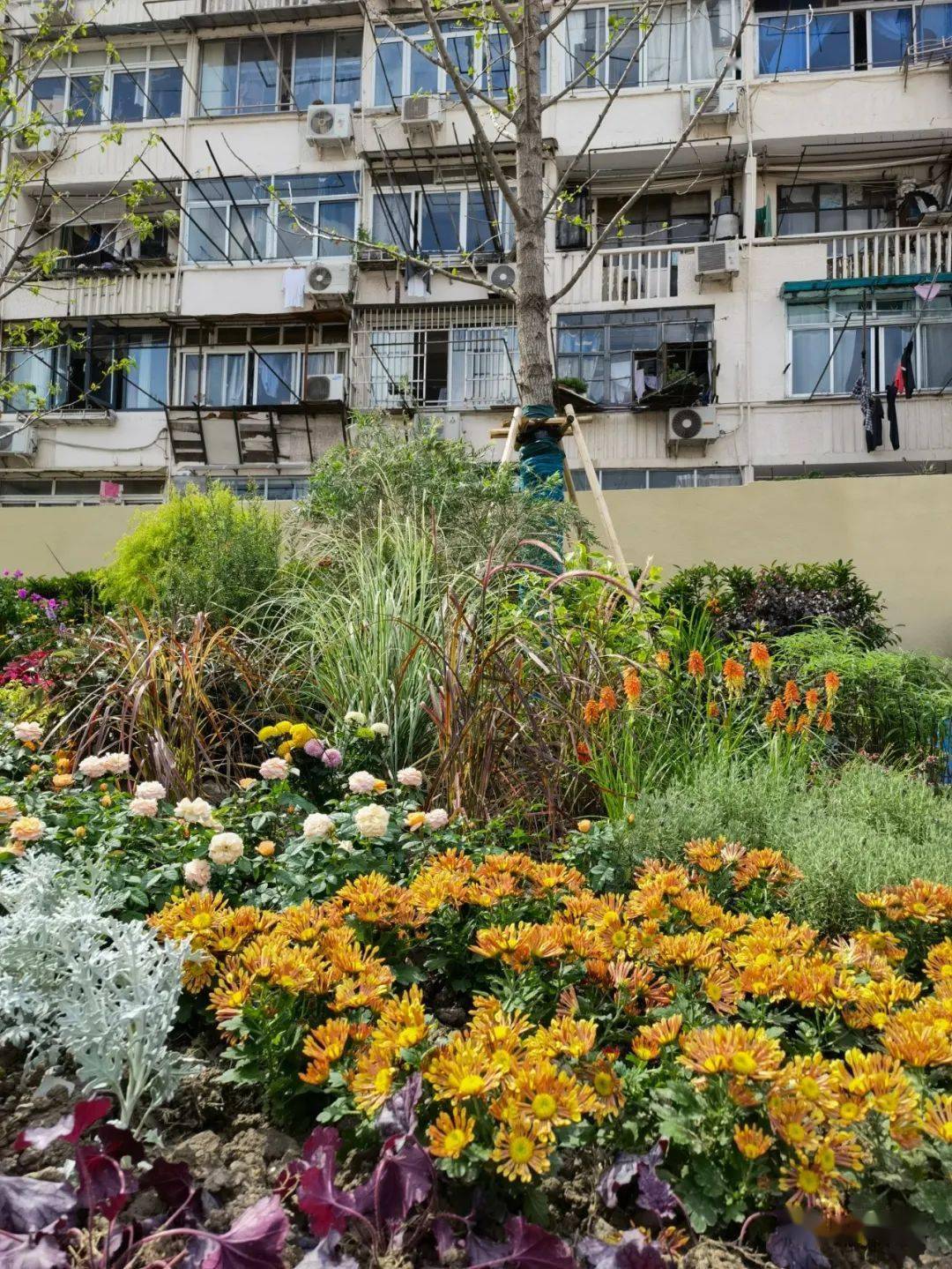 静安新增一处街心花园!超多花花,扮靓街景