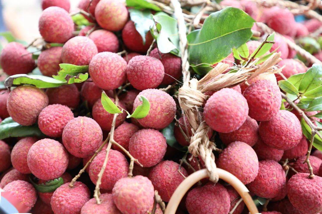 桂平麻垌荔枝已经产值过亿!产量近三万吨!名扬四海!_麻垌镇