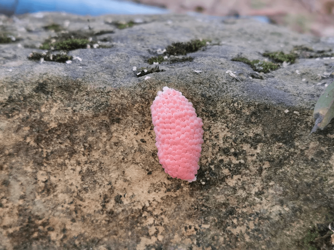 走了几十米路过这里时,发现水中的草丛里密密麻麻,攀附着肉粉色的团团