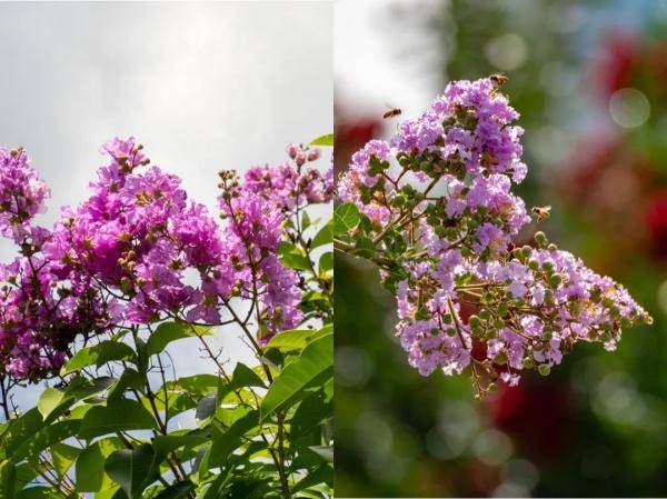 盛花期|“夏紫薇”，全城盛开！