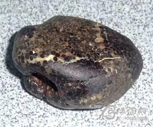 地球产物鲕状灰岩常被人误认为是球粒陨石地球产物鲕状碧玉常被人误