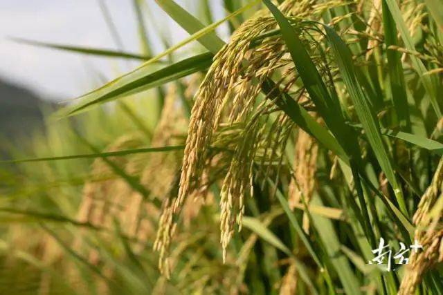 什么时间开始收割稻谷 28114ec9145b4b15bb87cc6650e13429.jpeg
