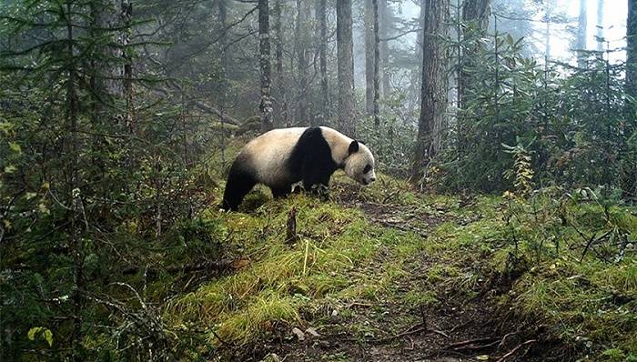 專訪原國家林業局大熊貓保護辦主任大熊貓棲息地破碎化嚴重降級不影響