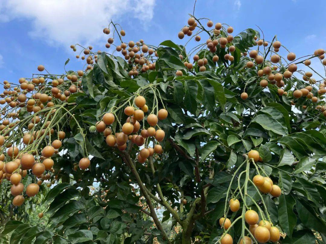 博白最大的连片黄皮种植基地迎来大丰收!