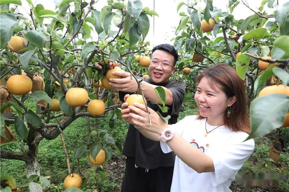 吃貨注意銅梁慶隆千畝梨園10日開園迎客啦