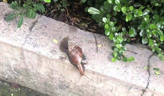 非洲大蜗牛寄生虫能杀死吗 d16dfb465d154df2aa6831fae92639e4.jpeg