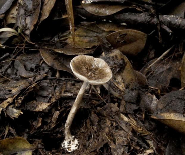 当心这些蘑菇千万别食用