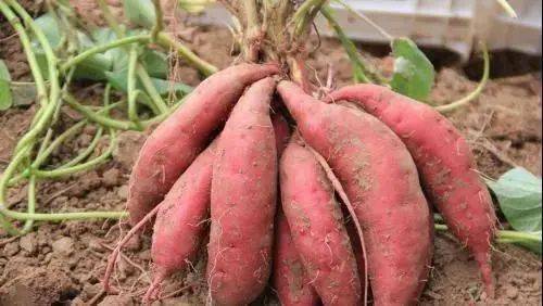 红薯高产种植,用了哪些技巧 简单实用,农户要了解
