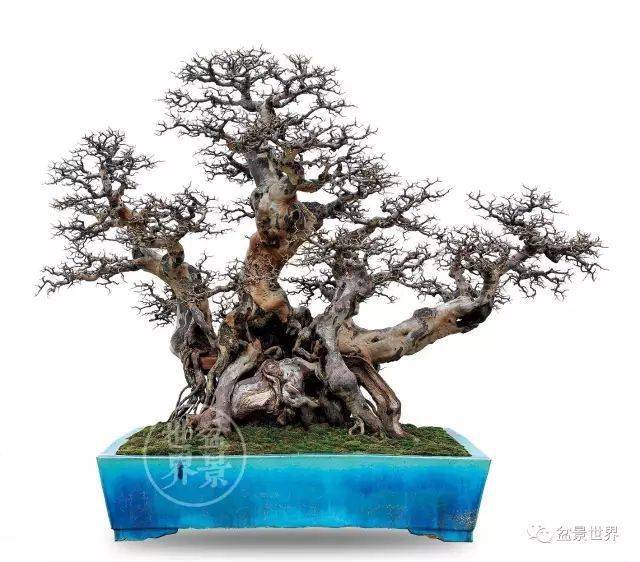 最美的100盆雀梅盆景(建议收藏)-大秦号