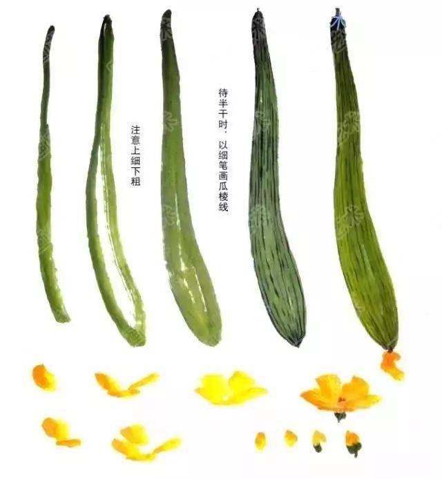 写意丝瓜叶子藤蔓花瓣的画法
