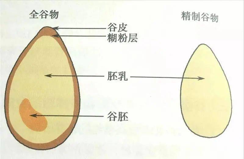 高粱种子结构图片