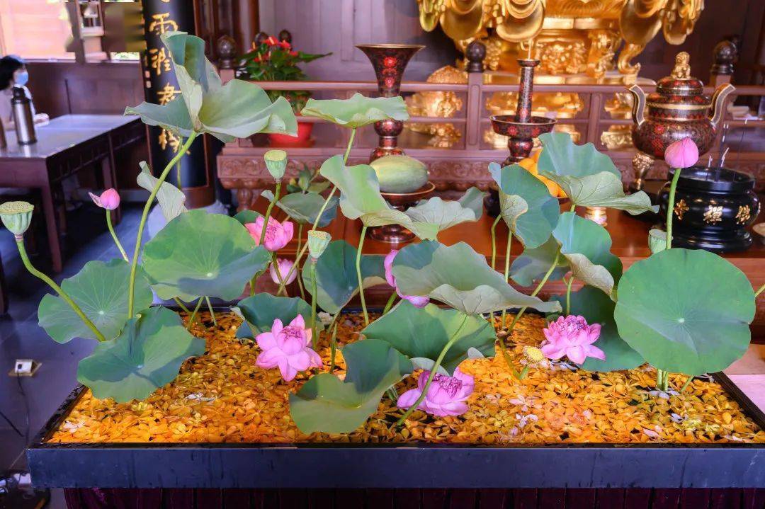 香期吉日丨大众供花文殊殿清凉净心生欢喜