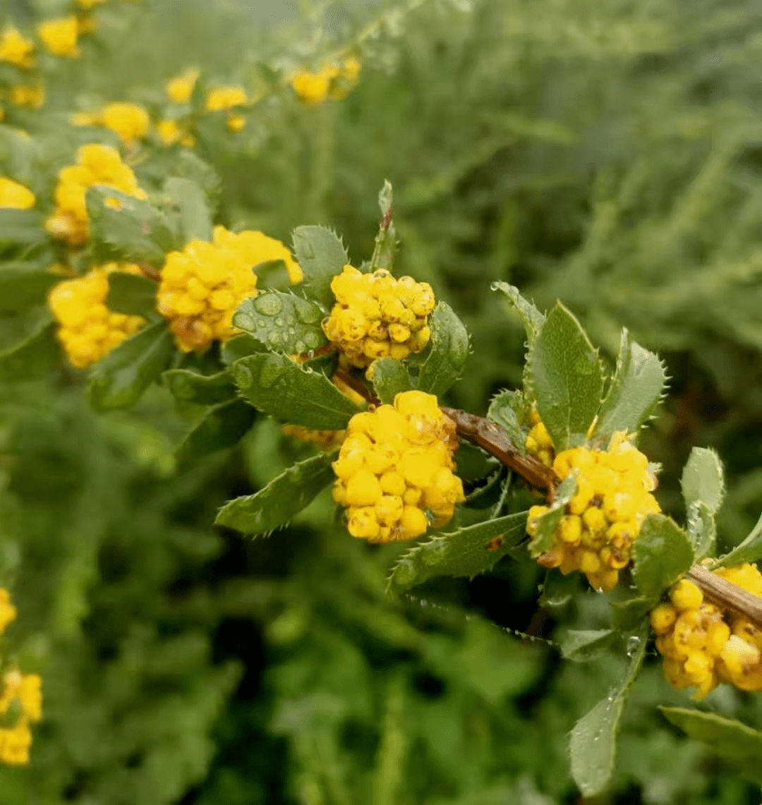 蜂蜜有多好 花儿说了算 花蜜 蜂蜜有多好 花儿说了算 花蜜