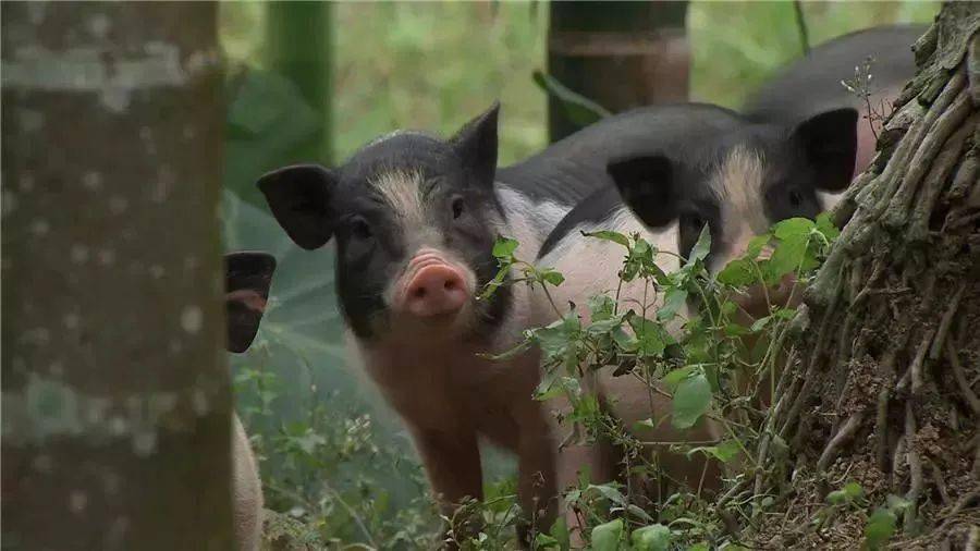 你知道吗五指山市五只脚的猪上央视啦