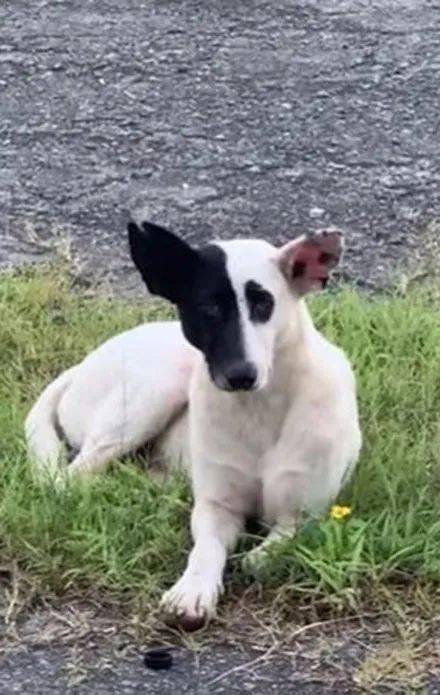 路过瞥见一只太极脸狗狗,网友以为自己看花眼,再一看笑喷!