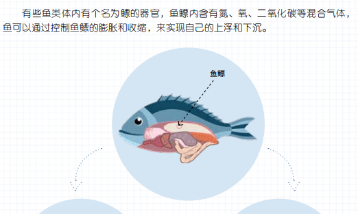 鱼鳔潜水艇图片