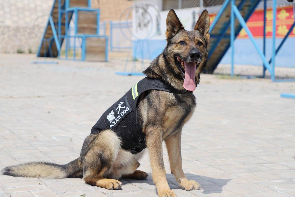 又萌又刚的西吉警犬:听得懂双语 玩得来跑步机