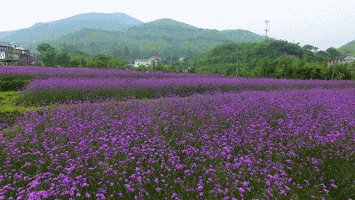 天然植物精油,让蚊子连夜搬家