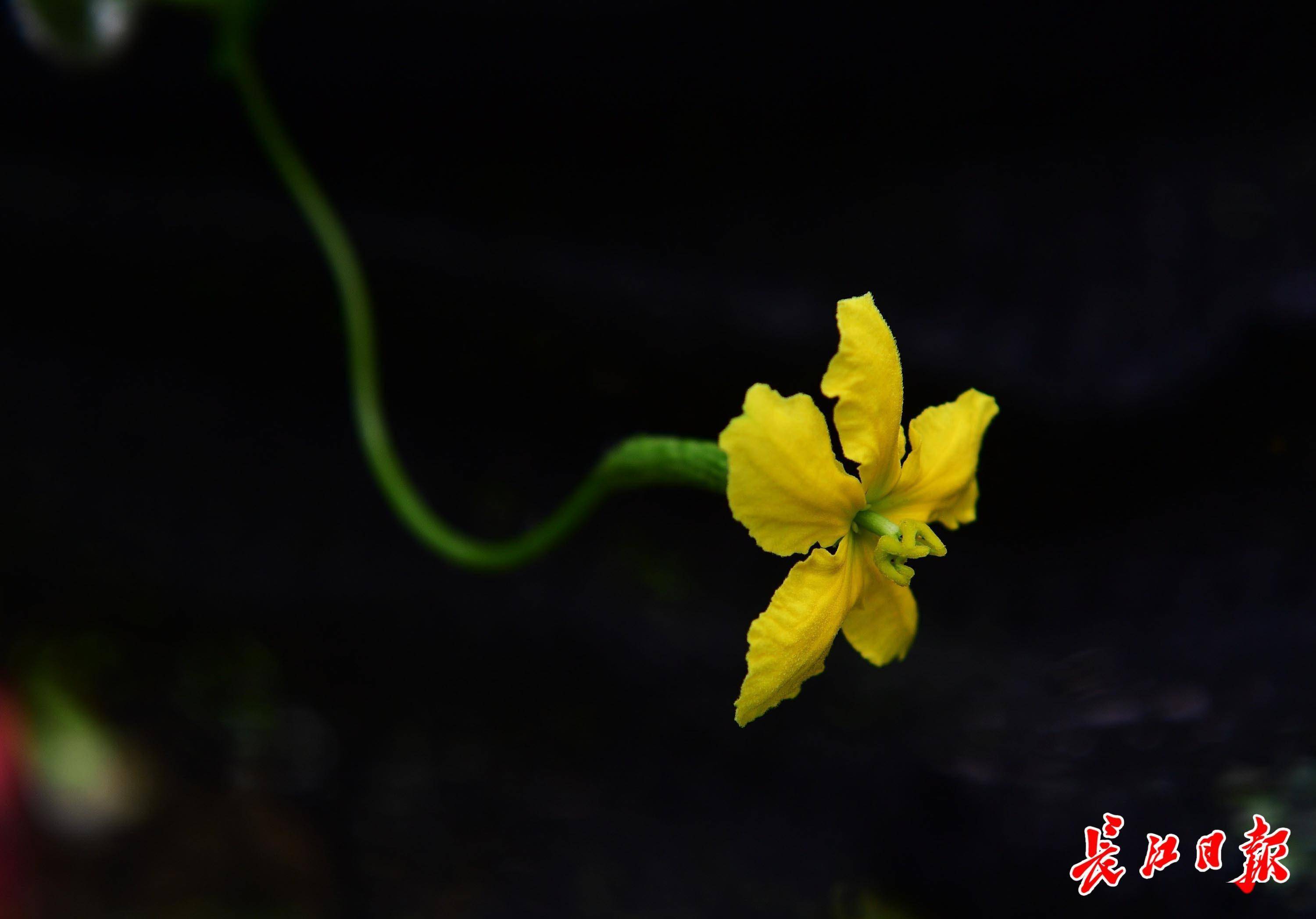 7月 这些花开得好热闹 杜英