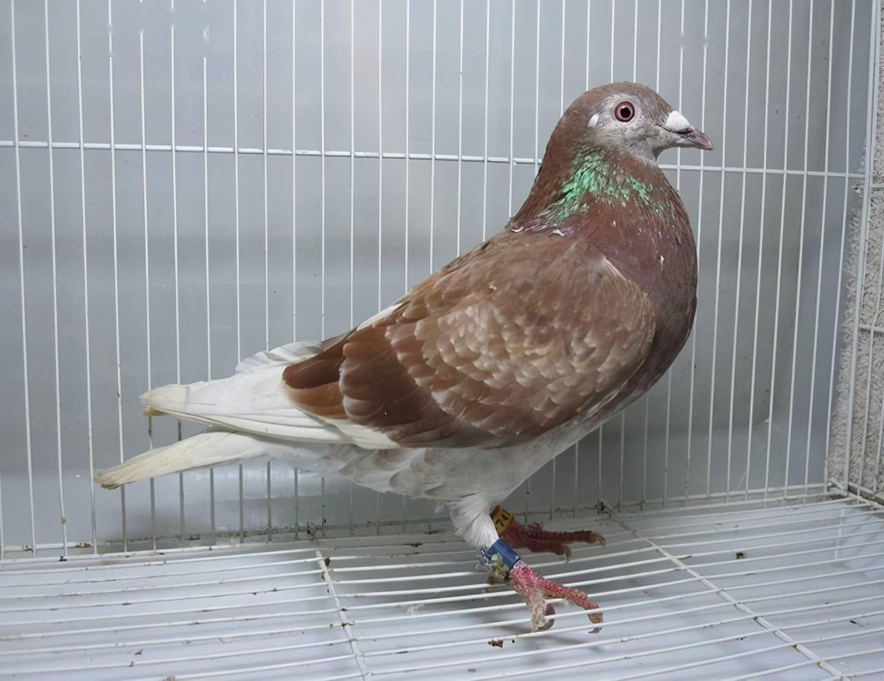这几种办法选择鸽子
