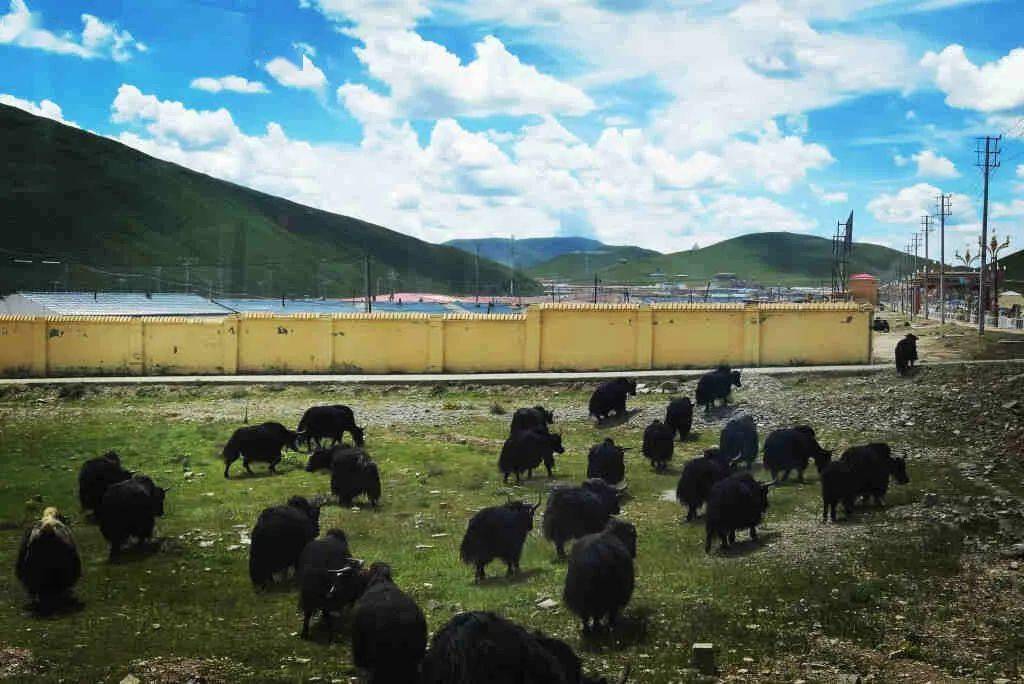 【人民日报】青海果洛行:海拔4200米以上的达日县,藏民在阴雨绵绵中来