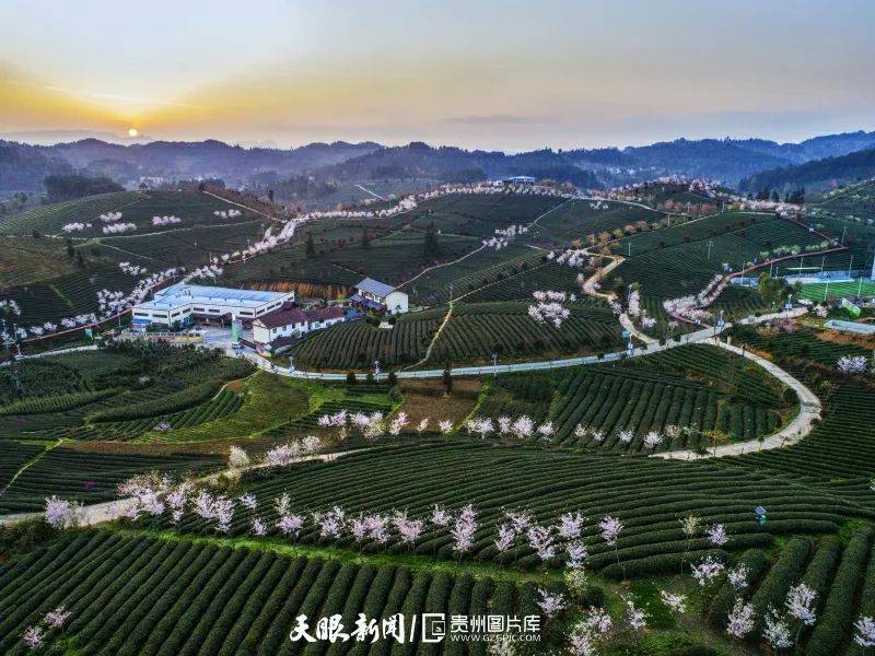 遵义市余庆县松烟镇二龙茶场. 王远平 摄(贵州图片库发)