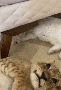 你有本事打如何才能让我家猫戒掉手欠的毛病0369把这只狗送给他薇薇