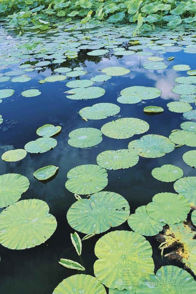 图说梓州一隅荷塘藏着夏天最美的模样