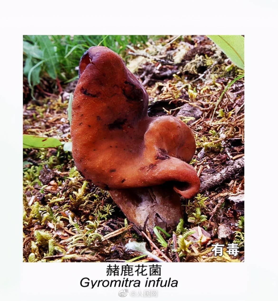 这些野生菌有毒!_云南省