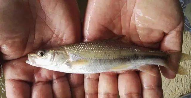 怎么养鱼不浑水 823152c340674caeb66fbf0fdd9f7c13.jpeg